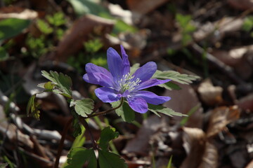 キクザキイチゲ