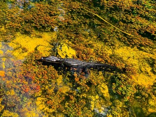 Alligator floating in water of swamp.