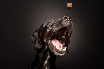 Hundefotografie