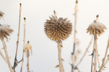 dry thorn in winter on blurred background