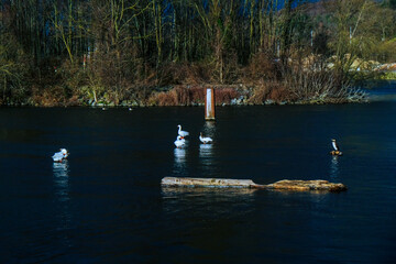 Ballade de cygne