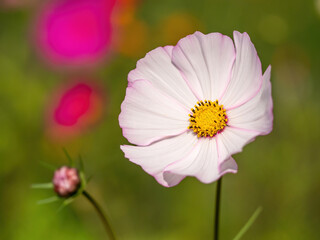 Obraz premium light pink cosmos flower closeup