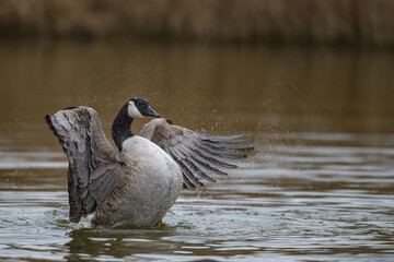 Eine Kanadagans beim Flügellüften