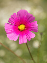 Fototapeta premium bright pink cosmos flower closeup