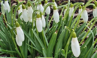 Obraz premium Blooming snowdrops at the end of winter.
