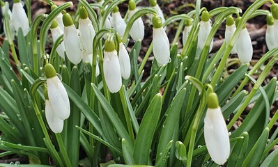 Blooming snowdrops at the end of winter.