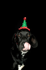 Obraz premium Hundefotografie