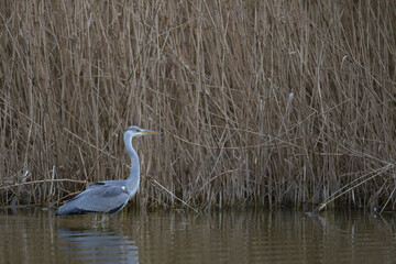 Graureiher steht im Schilf, Ümminger See, Nordrhein-Westfalen,Deutschland