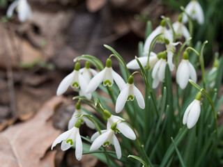 bunch of blooming white snowdrop spring flowers with green leaves on natural bokeh background, selective focus