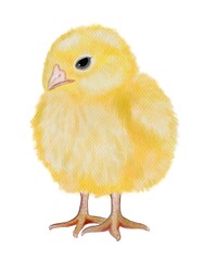 Fluffy cute hand drawn watercolor chick. Nursery and kids room decorative print. Spring cute farm bird illustration.