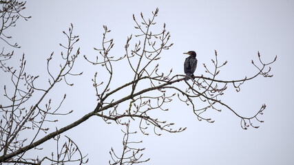 Ein Kormoran sitzt im Baum im Gegenlicht