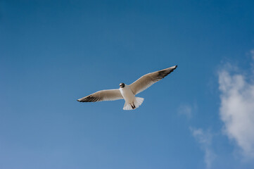 A beautiful white lone seagull flies against the blue sky, soaring above the clouds. Photo of a bird.