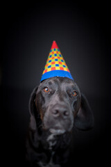 Hundefotografie