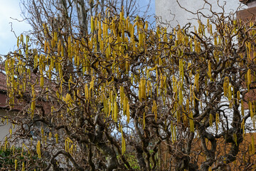 Male Hazel catkins of the corkscrew hazel (Corylus avellana contorta) in spring.  Germany, Europe