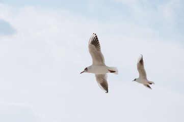 Many white and gray sea gulls fly against the blue sky, soaring above the clouds on a sunny day. Photo of a bird.