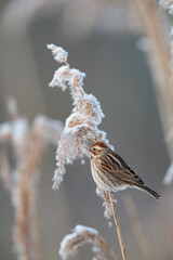 Eine Rohrammer sitzt am Schilfhalm (Emberiza schoeniclus)