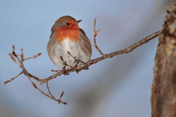 Ein Rotkehlchen sitzt in der Wintersonne und w&auml;rmt sich