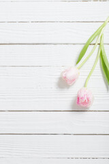 two   tulips on white wooden background