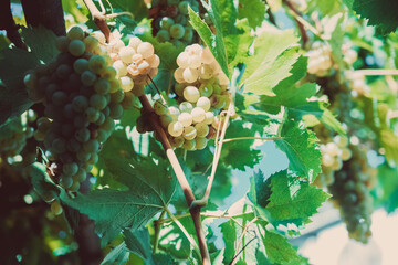 bunch of grapes on vine