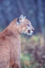 Cougar profile is sitting position