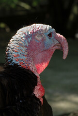 T&ecirc;te de dindon