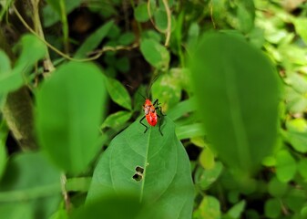 Bug on a leaf