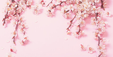 Fototapeta na wymiar cherry flowers on pink paper background