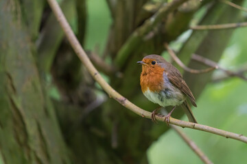 robin on a branch