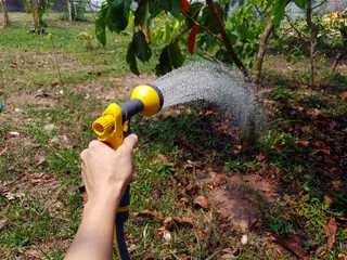 Fototapeta premium A man's hand holds a water sprinkler to water the plants.