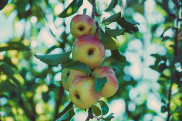 apples on tree