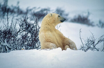 Fototapeta na wymiar Female polar bear sitting in Canadian Arctic