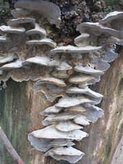 Mushrooms sitting in wave-like layers on a tree