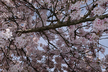 Dans un cerisier du Japon en fleurs