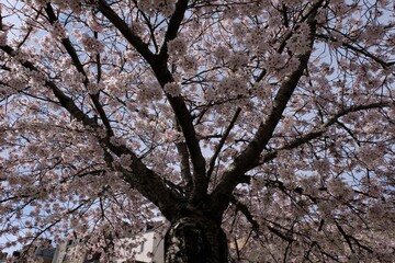 Sous un cerisier du Japon en fleurs