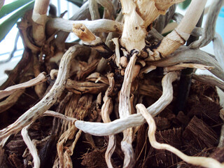 Tangled roots of orchid flower