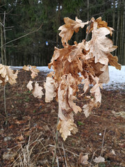 Dry oak leaves left on the tree and not fallen in the spring forest