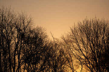 Fototapeta na wymiar Bäume bei Sonnenaufgang