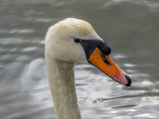 portrait of a beautidful mute swan