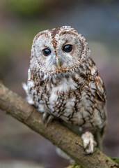 tawny owl