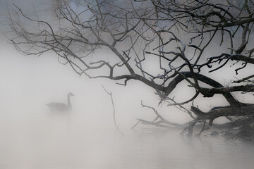 Kanadagans im Frühnebel,Ümminger See,Nordrhein-Westfalen,Deutschland