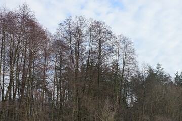 a row of gray tall large trees on an autumn street against a background of white clouds and blue sky