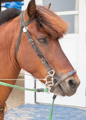 Portrait of cute brown pony horse. Close up.