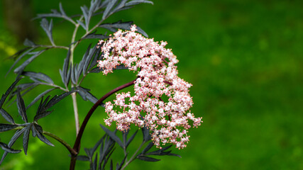 Amazing blossoming of black elder sambucus (Sambucus nigra) porphyrophylla 'Eva'. Black Lace cultivar. Macro of delicate pink inflorescence on green background. Selective focus. Nature concept