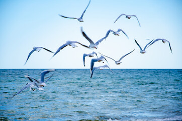 Seascape background seagulls flying over sea against blue sky
