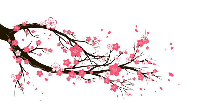 Cherry blossom branch