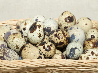 Fresh quail eggs for a healthy diet