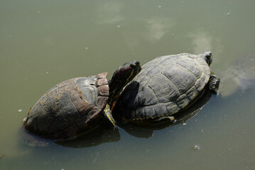 Tortues en file indienne au Marais aux oiseaux