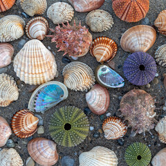 variety of colorful sea shells and urchins on dark wet sand beach background