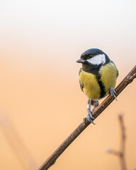 Obraz premium great tit in golden light