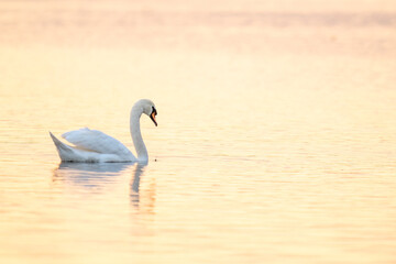 swan on the lake